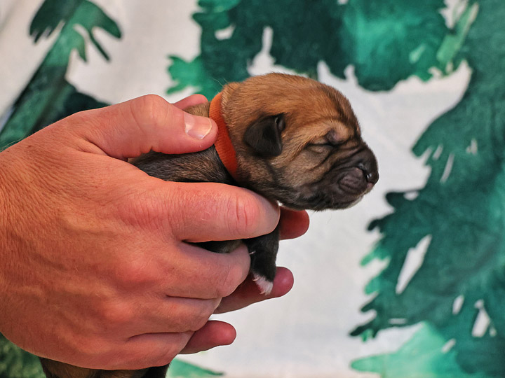 chinook puppy